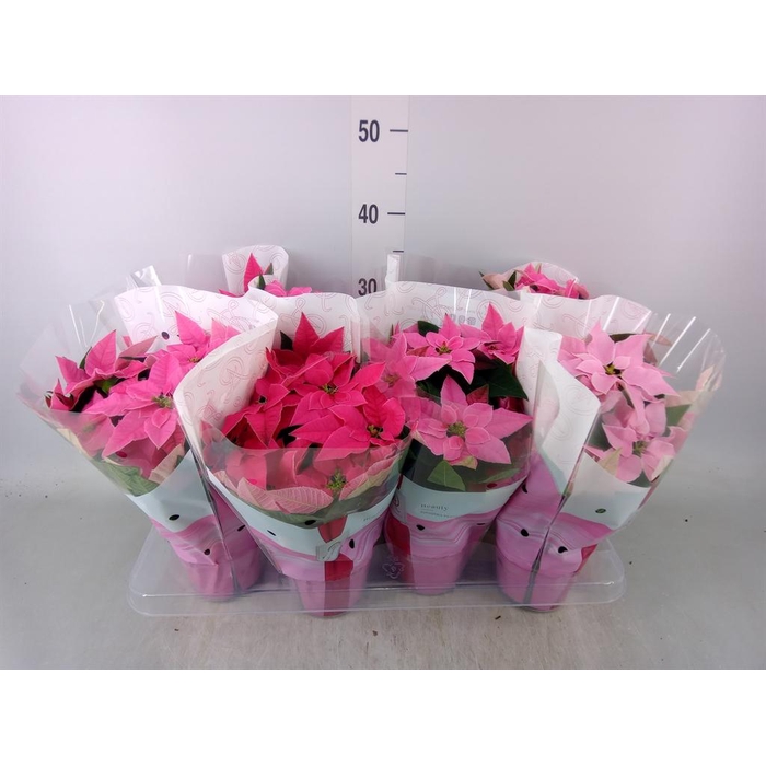 <h4>Euphorbia pulc. 'Princ' ..mix</h4>