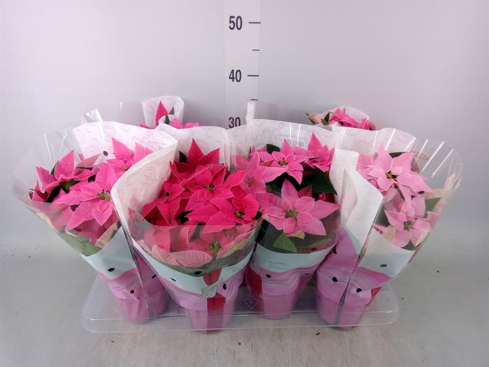 Euphorbia pulc. 'Princ'  ..mix