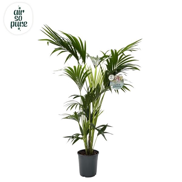 <h4>KENTIA - P24 H160 - 6PP - Air So Pure (howea forsteriana)</h4>