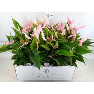 Anthurium andr. 'Lilli'