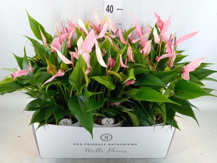 <h4>Anthurium andr. 'Lilli'</h4>