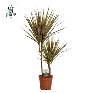 Dracaena Bicolor 30-10