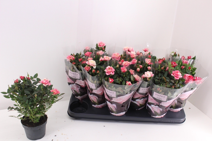 <h4>RO VICTORY GEM</h4>