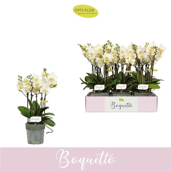 Phalaenopsis Multifloratypes overig wit