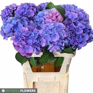 HYDRANGEA  'ELBTAL BLUE'