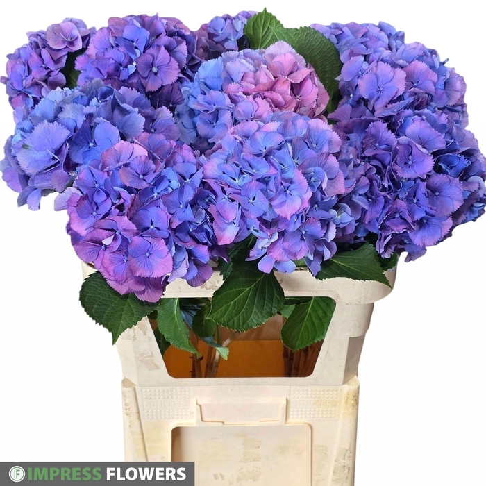 <h4>HYDRANGEA  'ELBTAL BLUE'</h4>