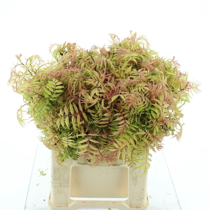 <h4>Sorbaria Sorbifolia Pink Hopi</h4>