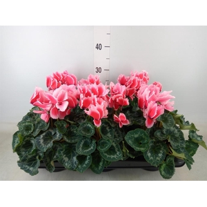 Cyclamen GR 'Halios Curly Litchi'
