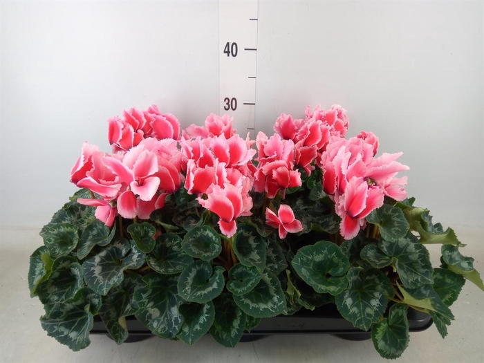 <h4>Cyclamen GR 'Halios Curly Litchi'</h4>