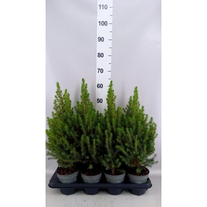 Picea glauca 'December'