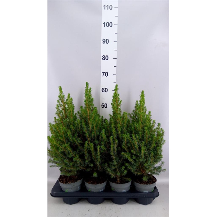 <h4>Picea glauca 'December'</h4>