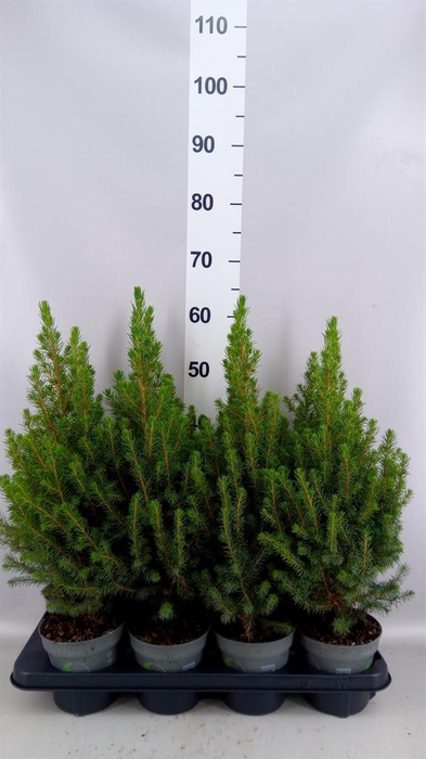 Picea glauca 'December'
