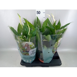 Spathiphyllum  'Pearl Cupido'