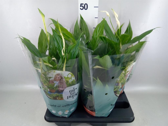 <h4>Spathiphyllum 'Pearl Cupido'</h4>