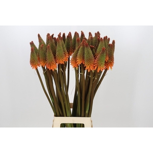 Kniphofia Alcazar