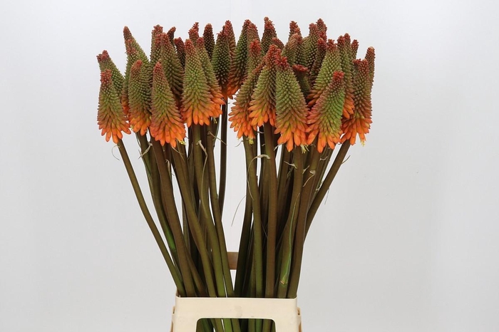 <h4>Kniphofia Alcazar</h4>