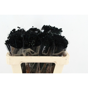 DF Berina Black Bs