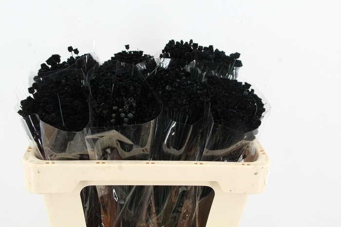 <h4>DF Berina Black Bs</h4>