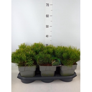 Pinus mugo var. pumilio