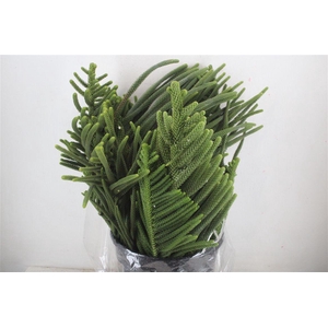 Araucaria Araucana P Bunch