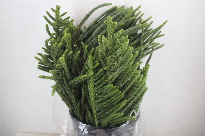 <h4>Araucaria Araucana P Bunch</h4>