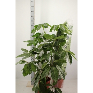 SCHEF EMERALD GREEN