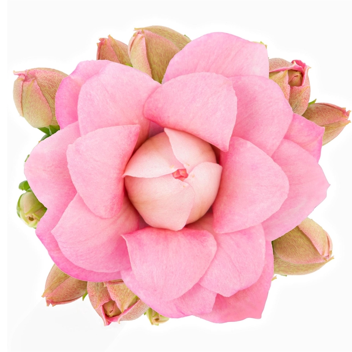 <h4>Kalanchoe  'RoseFlow Harlow'</h4>