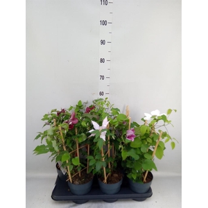 Clematis  'Boulevard'   ...mix