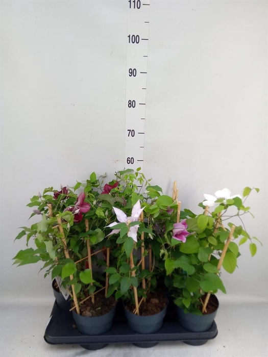 <h4>Clematis  'Boulevard'   ...mix</h4>