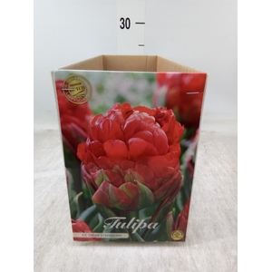 Tulipa   ...flowerbulbs