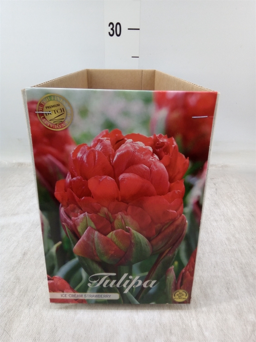 <h4>Tulipa   ...flowerbulbs</h4>