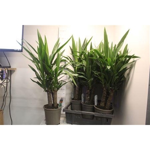 Yucca 3pp Toef Caroussel