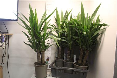 <h4>Yucca 3pp Toef Caroussel</h4>
