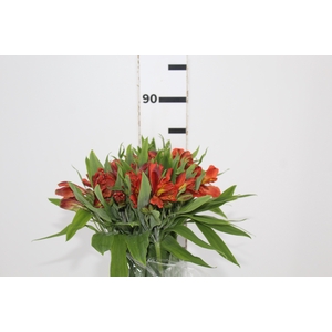 ALSTROEMERIA CINNAMON 080 CM