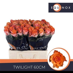 R GR TWILIGHT@