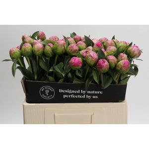 Paeonia Jacorma