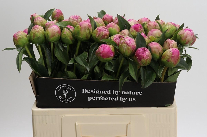 <h4>Paeonia Jacorma</h4>