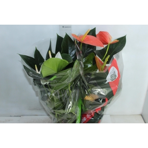 ANTHURIUM VARIADO P17
