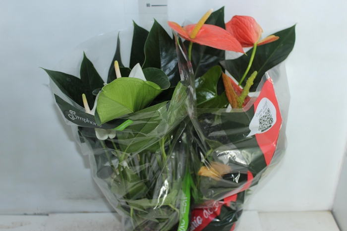 <h4>ANTHURIUM VARIADO P17</h4>