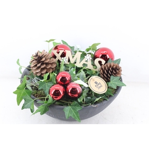 arr2 PL - Ker. ebbi. hedera rood