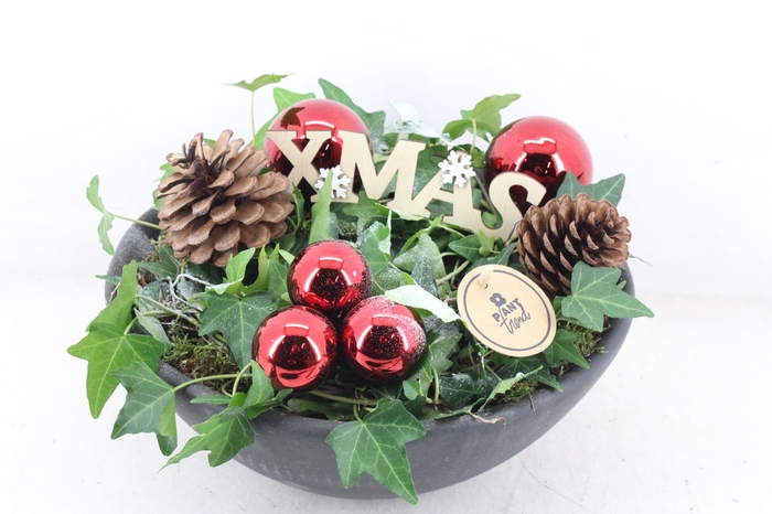 <h4>arr2 PL - Ker. ebbi. hedera rood</h4>