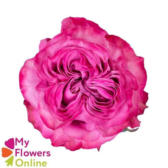 <h4>R Gr Country Blues Pink 50cm EC</h4>