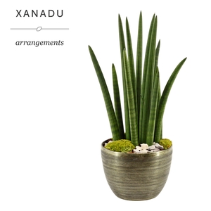 Xanadu Houston