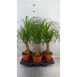 Beaucarnea recurvata