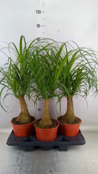 <h4>Beaucarnea recurvata</h4>