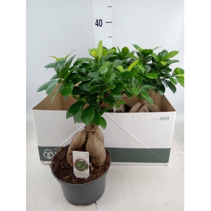 Ficus microcarpa 'Ginseng'