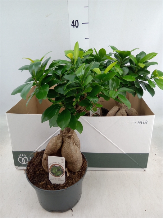 <h4>Ficus microcarpa 'Ginseng'</h4>