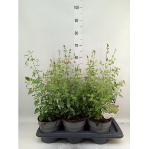 Salvia micro.