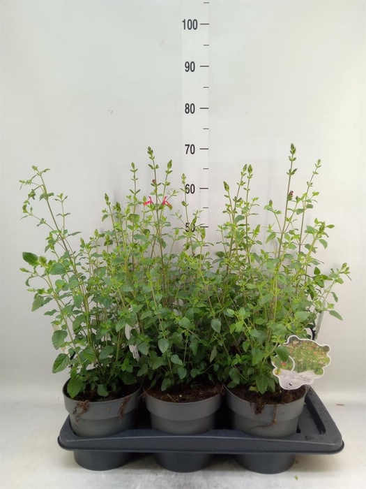 Salvia micro.