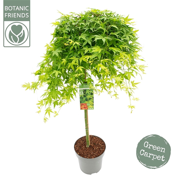 <h4>Acer palm. 'Ryusen'</h4>